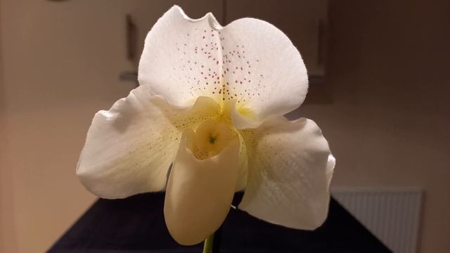 Моя белая “обувь”. Цветение oрхидеи Paphiopedilum White Lady (Пафиопедилум) смотреть онлайн