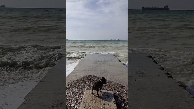 Сёму тянет в море. Чуть не смыло волной с пирса. смотреть онлайн