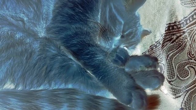 Рыжая кошка спит. смотреть онлайн