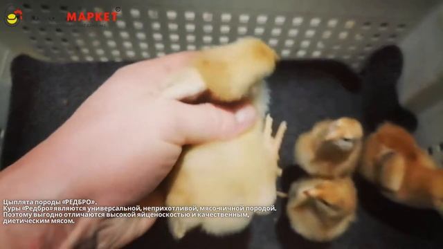 Цыплята "РЕДБРО" смотреть онлайн
