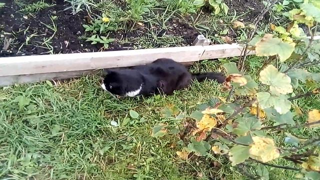 Мартин и лягушка смотреть онлайн