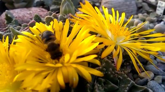 Faucaria pollination natural way. смотреть онлайн