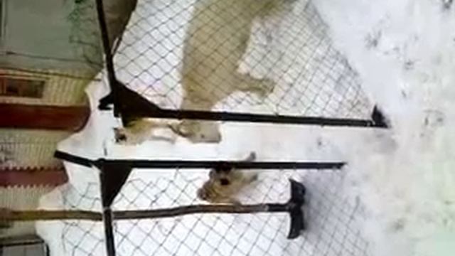 Мопс и коза смотреть онлайн