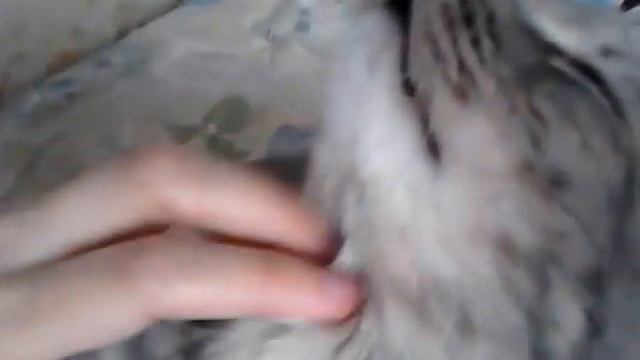 кайфует: кот Соник смотреть онлайн