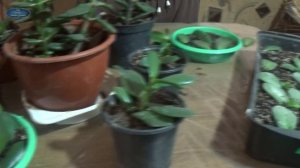 РАЗМНОЖЕНИЕ ПРЕКРАСНОГО РАСТЕНИЯ-ДЕНЕЖНОЕ ДЕРЕВО ОТ А ДО Я! КАК РАЗМНОЖИТЬ ДЕНЕЖНОЕ ДЕРЕВО.