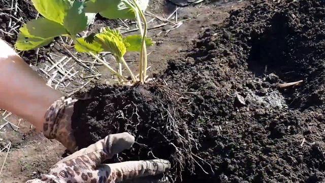 Как сажаю клубнику