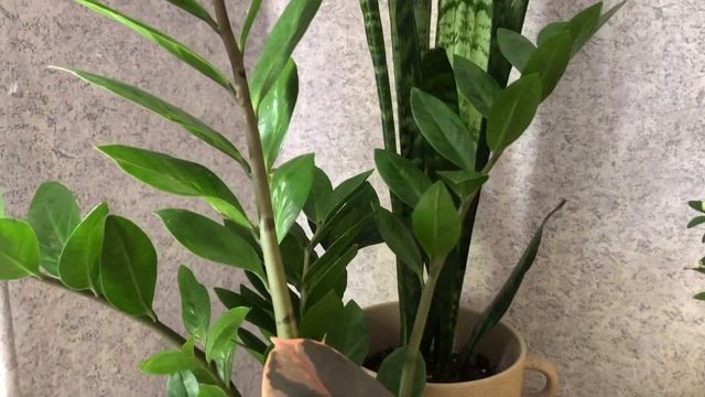 Джунгли дома 45+ растений  #urbanjungle #фикус #эпипремнум #шеффлера #калатея #мандарин #суккулент