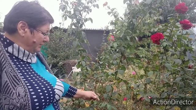 Уход за розами в конце сентября. смотреть онлайн
