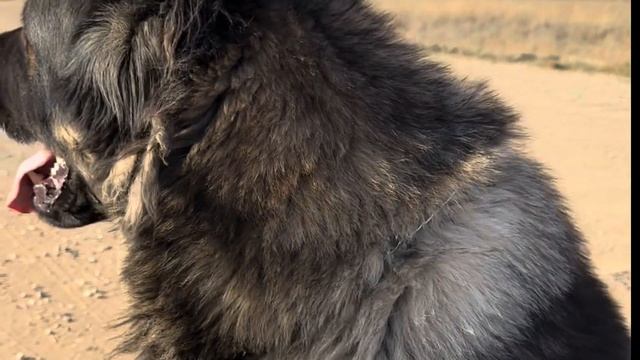 Поездка по магазинам. Прогулка с собаками. смотреть онлайн