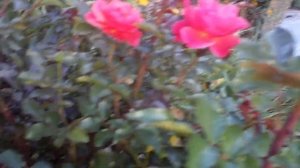 Роза Милюзина(MELUSINA)