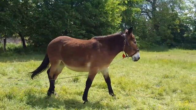 О р@бстве МУЛОВ // Horses,Donkeys and Katrin super life смотреть онлайн