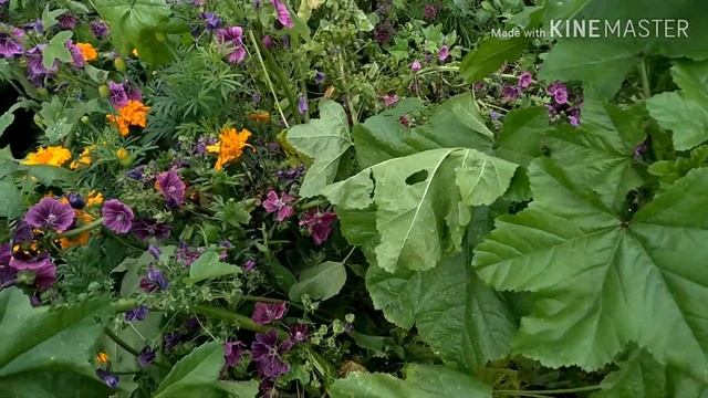 Какие медоносные растения цветут в конце августе??? 25.08.19 смотреть онлайн