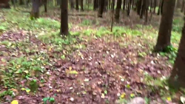 Отличаем опята от поганок ♥ Как замариновать грибы? ♥ Уютный лесной влог смотреть онлайн