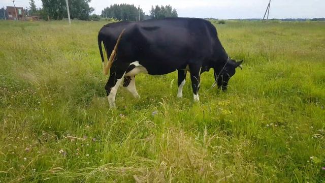 ОБРАБОТКА КОРОВ ОТ СЛЕПНЕЙ И ОВОДОВ смотреть онлайн