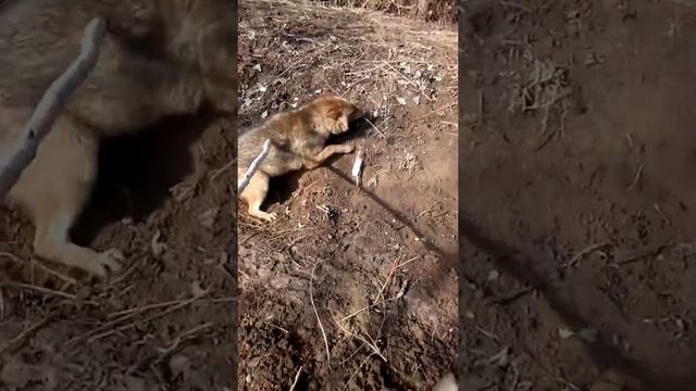 Волк съел овцу и наконец поймал волкоподобного шакала смотреть онлайн