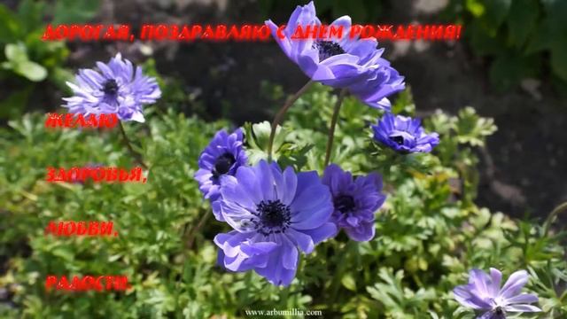 C Днем Рождения! HD 1080p смотреть онлайн