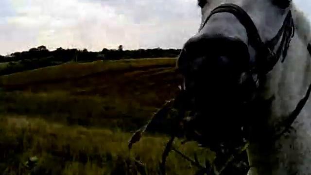 лошадь или верблюд??? смотреть онлайн