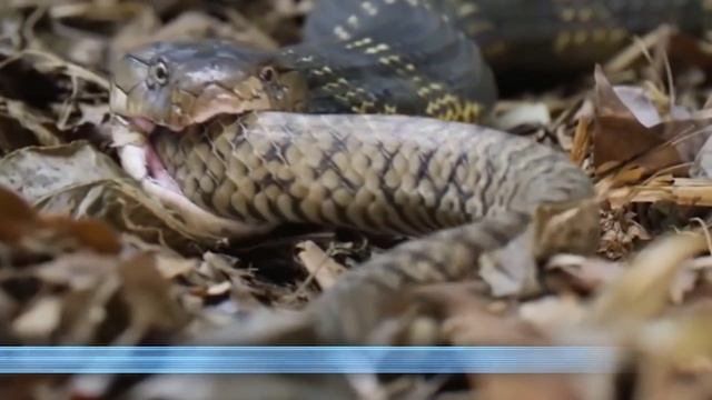 Почему змеи едят сами себя? смотреть онлайн