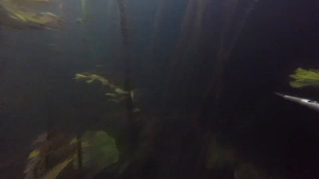 Подводная охота река Усманка 19 08 2015г смотреть онлайн