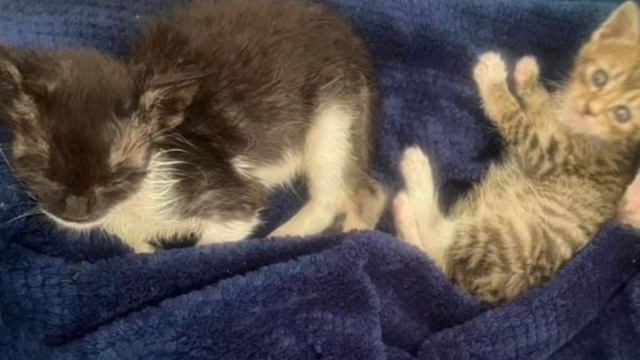 Котёнка нашли во время сильного дождя, когда его привезли к ветеринарам, врач раскрыл всю правду смотреть онлайн
