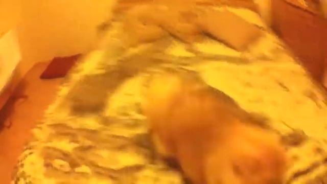 Шпиц смотреть онлайн