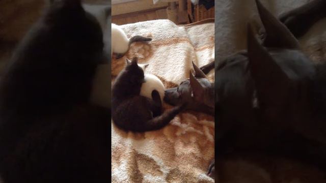 Тайский риджбек и британские шоколадные и колорные котята в питомнике British House