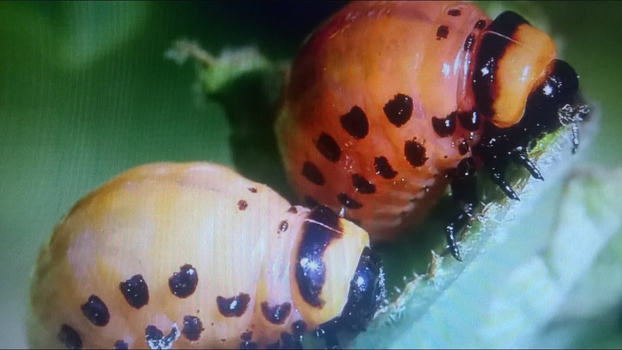 Как избавиться от колорадского жука на картошке навсегда. смотреть онлайн