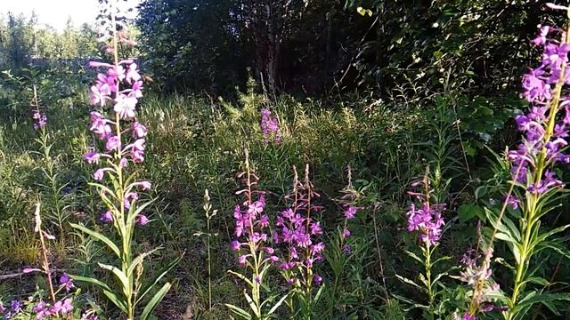 Лето, дачи и прекрасные цветы! смотреть онлайн