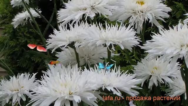 Нивяник наибольший Аглая (aglaia) ? обзор: как сажать, рассада нивяника Аглая смотреть онлайн