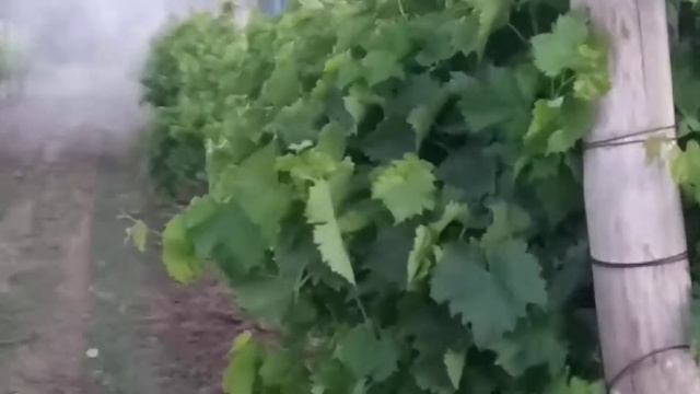 Работа трактора Т40 с опрыскивателем на винограднике смотреть онлайн