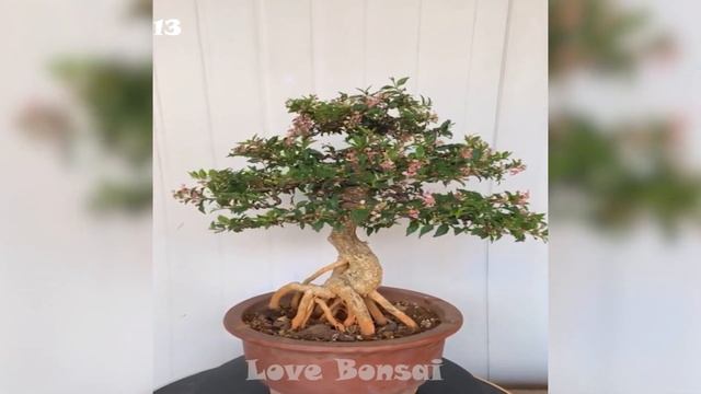 Collection of the most beautiful bougainvillea bonsai masterpiece in 2021 #01 смотреть онлайн