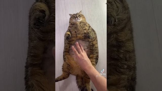 #волосатик #животные #котя смотреть онлайн