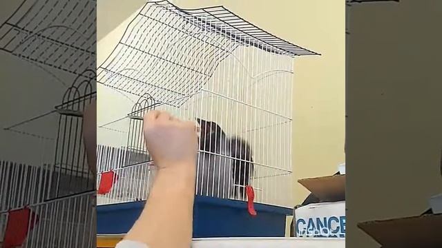 Кормление слётка серой вороны (1) Хуся смотреть онлайн