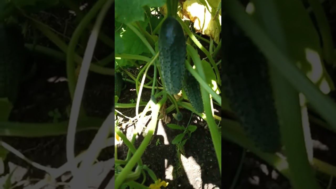 Первые огурчики смотреть онлайн