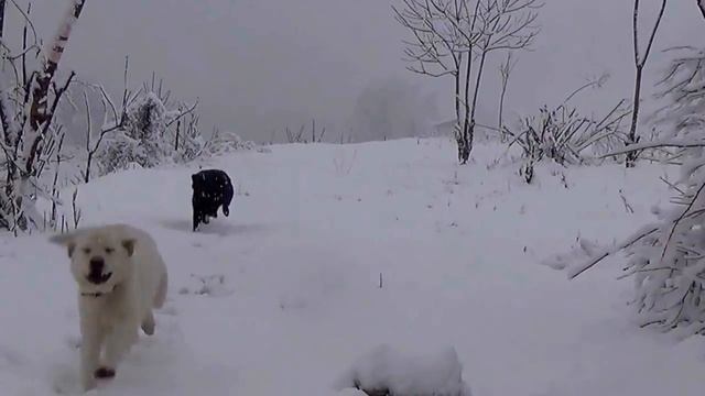 20_12_2016 _ПЛАСТУНКА_КАЗАЧИЙ ХУТОРОК_СОЧИ.mp4 смотреть онлайн