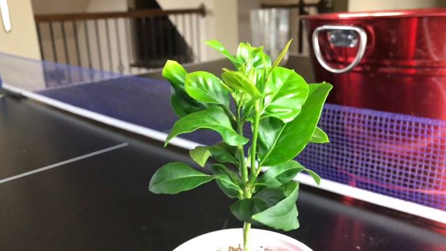 Citrus - Growing Lemon Trees From Seed, Day 132 смотреть онлайн