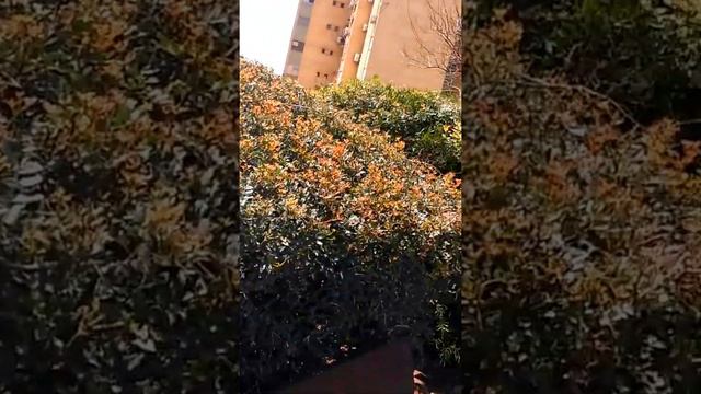 2 апреля в израиле ) весна или зима?😂😁😨 погода в израиле. Песах на носу) смотреть онлайн