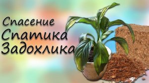 Спасение спатифиллума задохлика, сажаем в кокосовый грунт