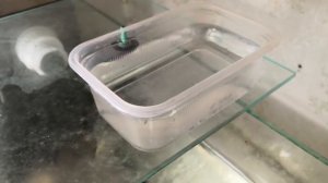 Сомики Corydoras Sterbai или коридорас Штерба