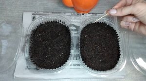 Посев Бальзамина на рассаду Выращивание Бальзамина из семян