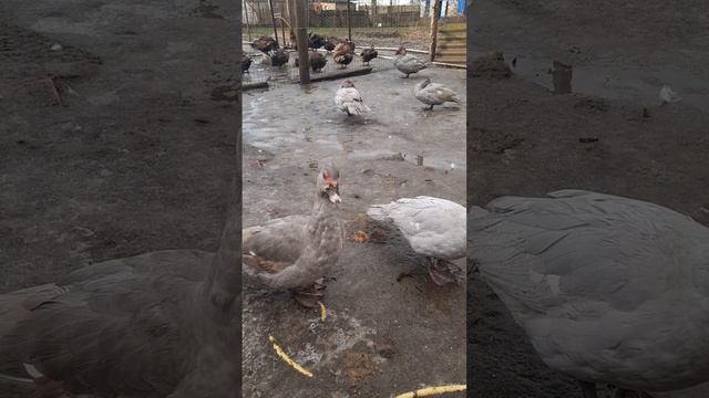 Индоутки ЛАВАНДА