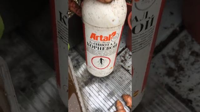 Выращивание куркумы в домашних условиях смотреть онлайн