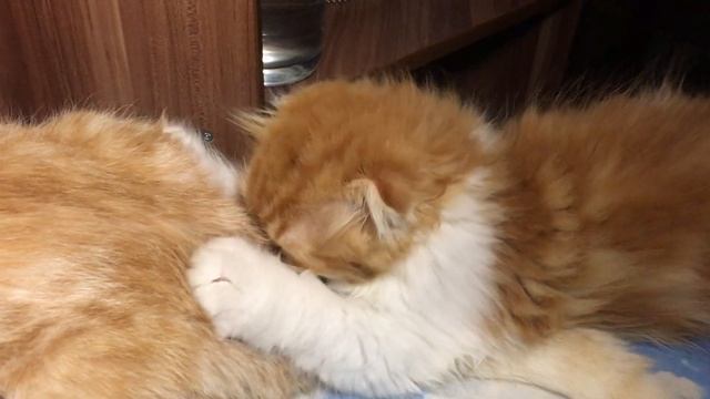 Kitten Highland fold. Котенок породы хайленд фолд. смотреть онлайн