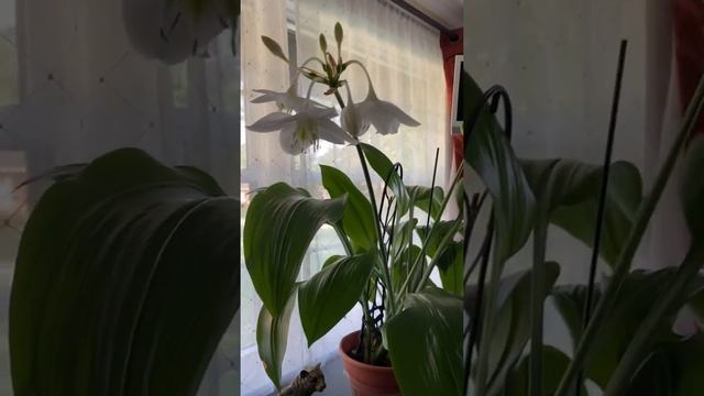 Как цветёт Амазонская Лилия . Eucharis Amazonica (Эухарис амазонский)#комнатныецветы
