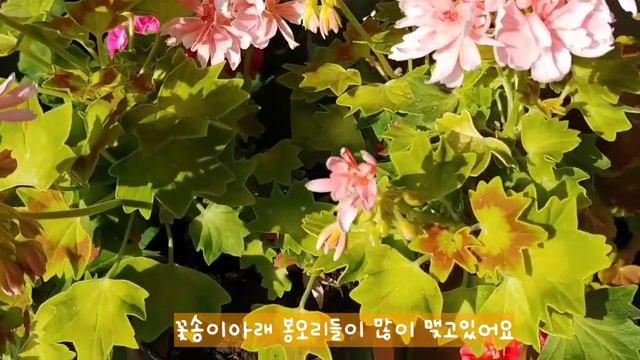 재라늄키우기/러쉬무어 골든러플