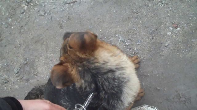 Арчи,5 мес.,второе занятие,исходное положение-у ноги проводника смотреть онлайн