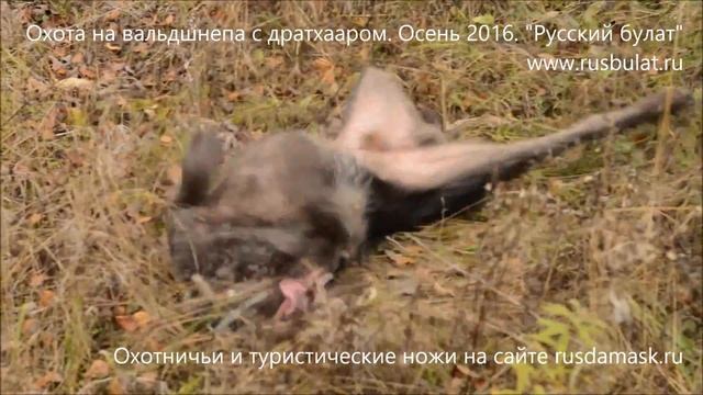 Охота на вальдшнепа с дратхааром. Русский булат. Охота с легавой собакой. Лес. Отзыв Природа Арсена смотреть онлайн