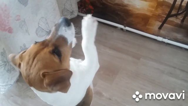 #Dog#VLOGS#VLOG#мойдруг#Love#russia#Gutedog#джекрассел#энегичныйтанец#майло#новинка#Like# смотреть онлайн