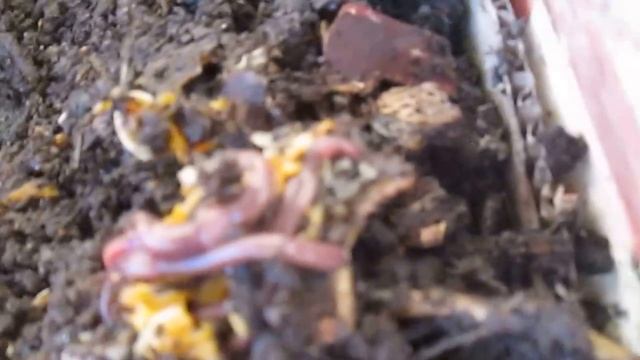 Вермиферма дома, червь старатель! Прибор для измерения кислотности! смотреть онлайн