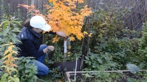 Осенние краски: клен ложнозибольдов